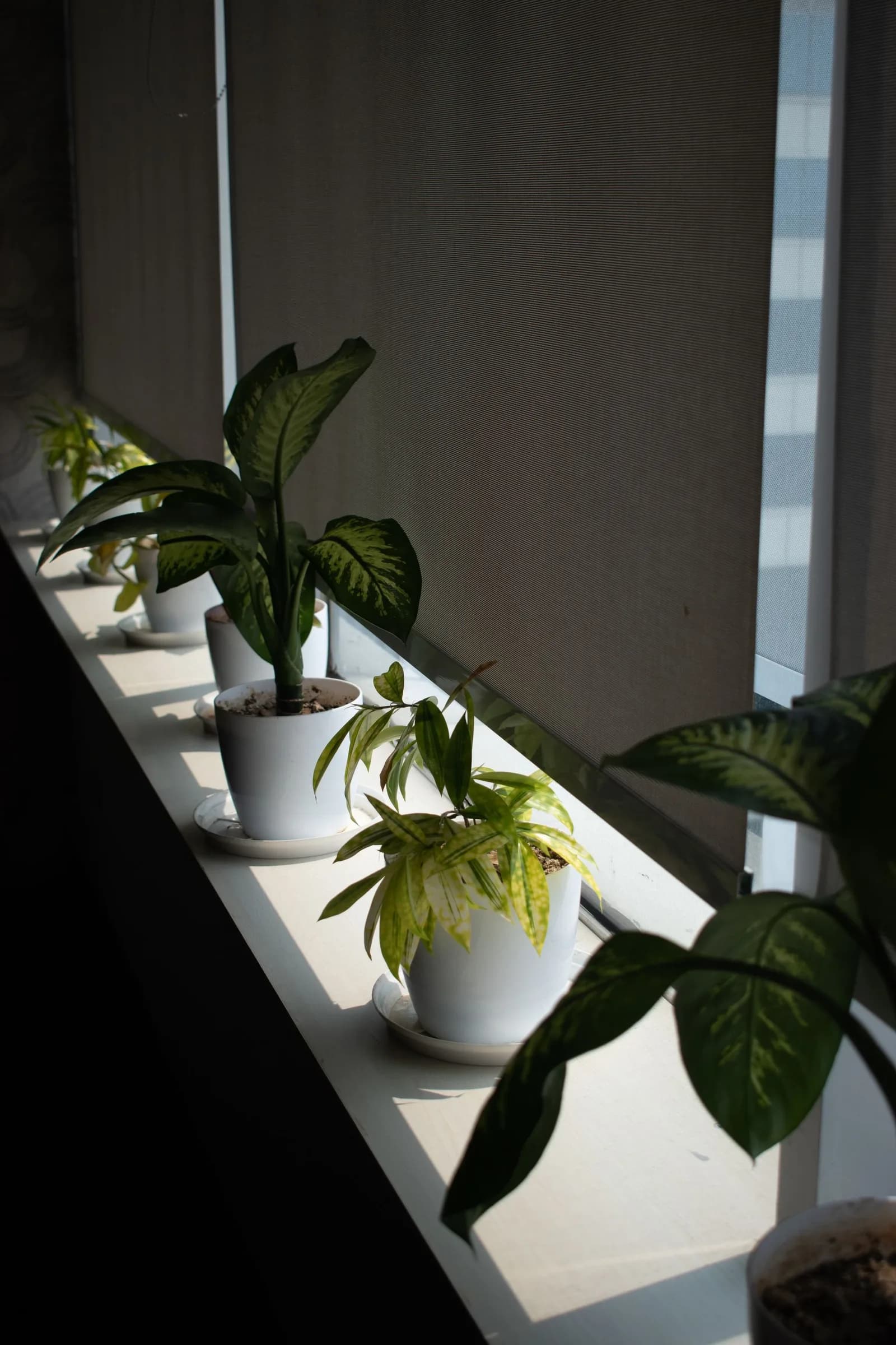 Arthos Roller Blinds